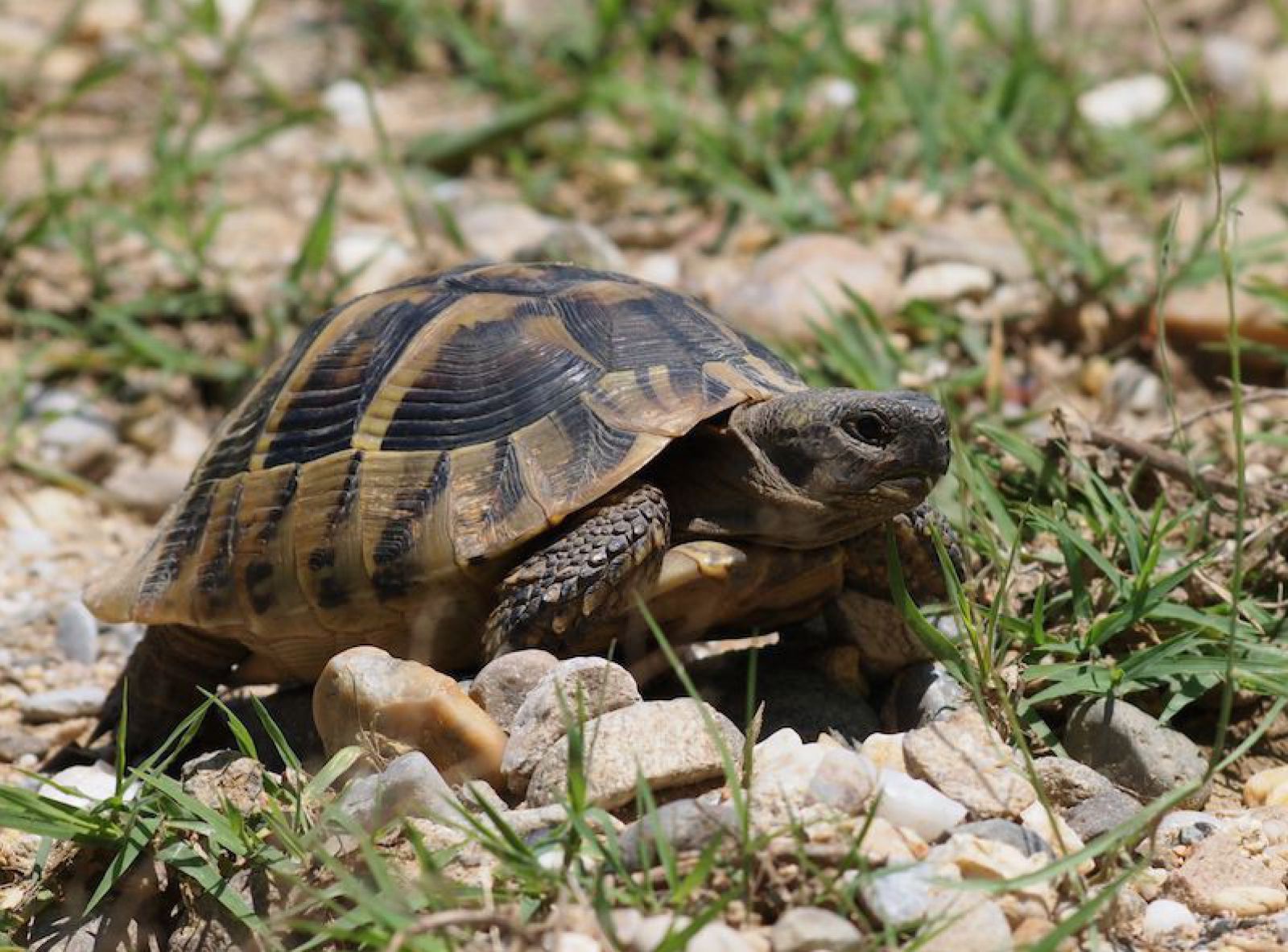 Steckbrief Griechische Landschildkröte