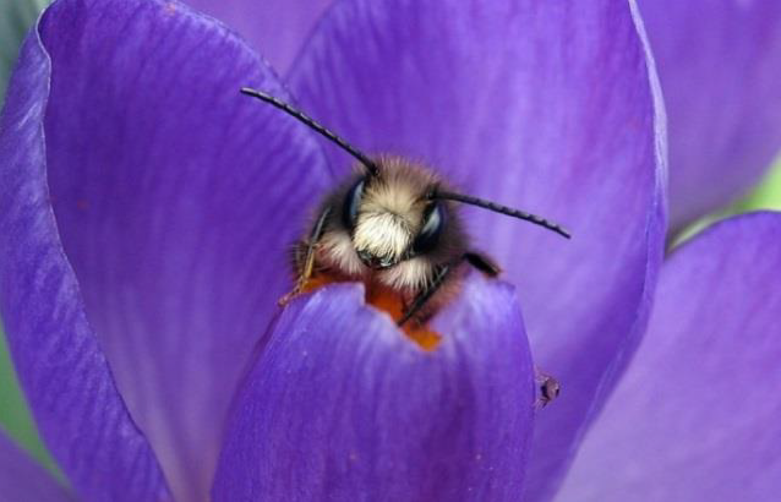 Steckbrief Mauerbiene