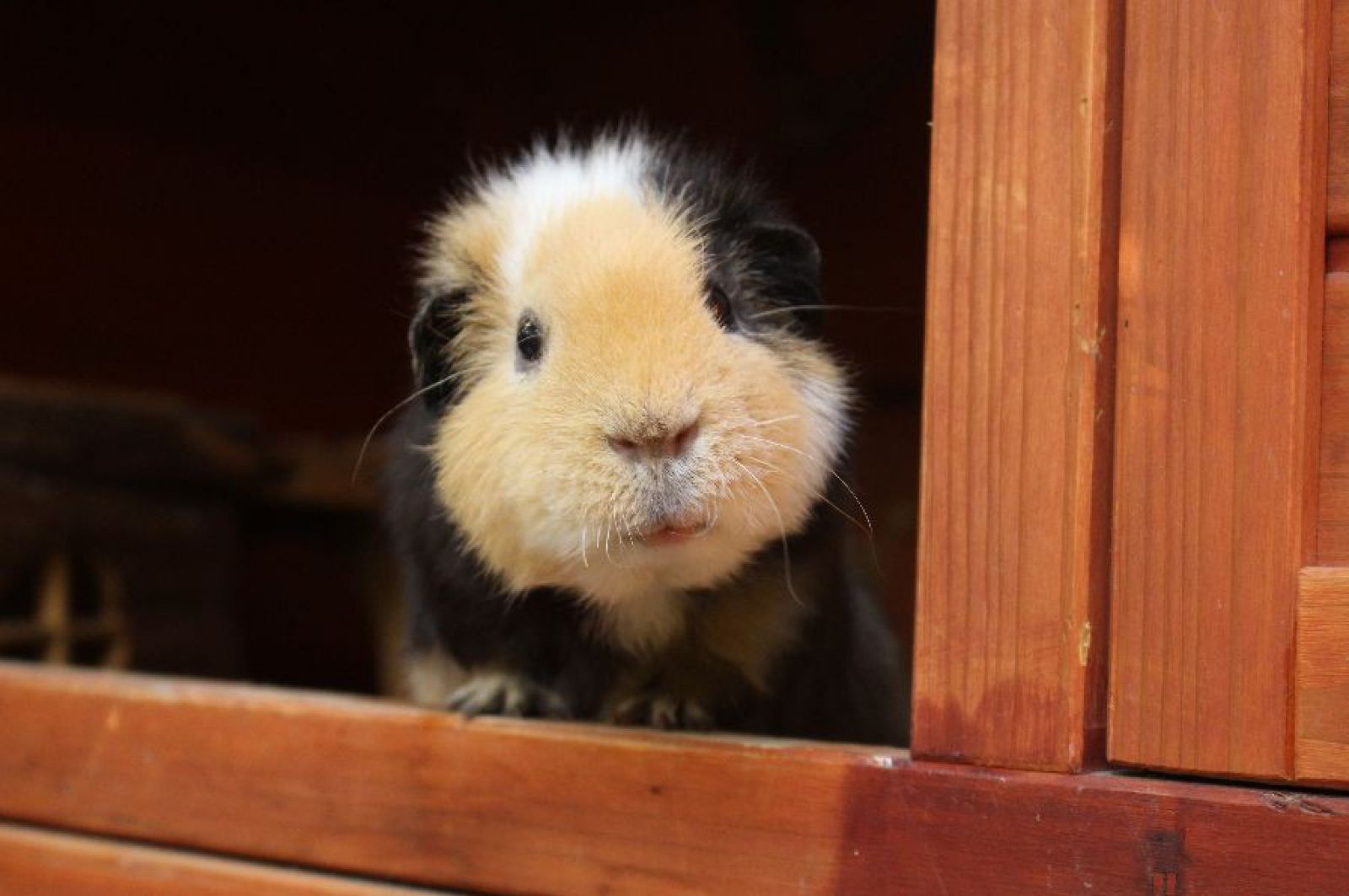 Steckbrief Meerschweinchen