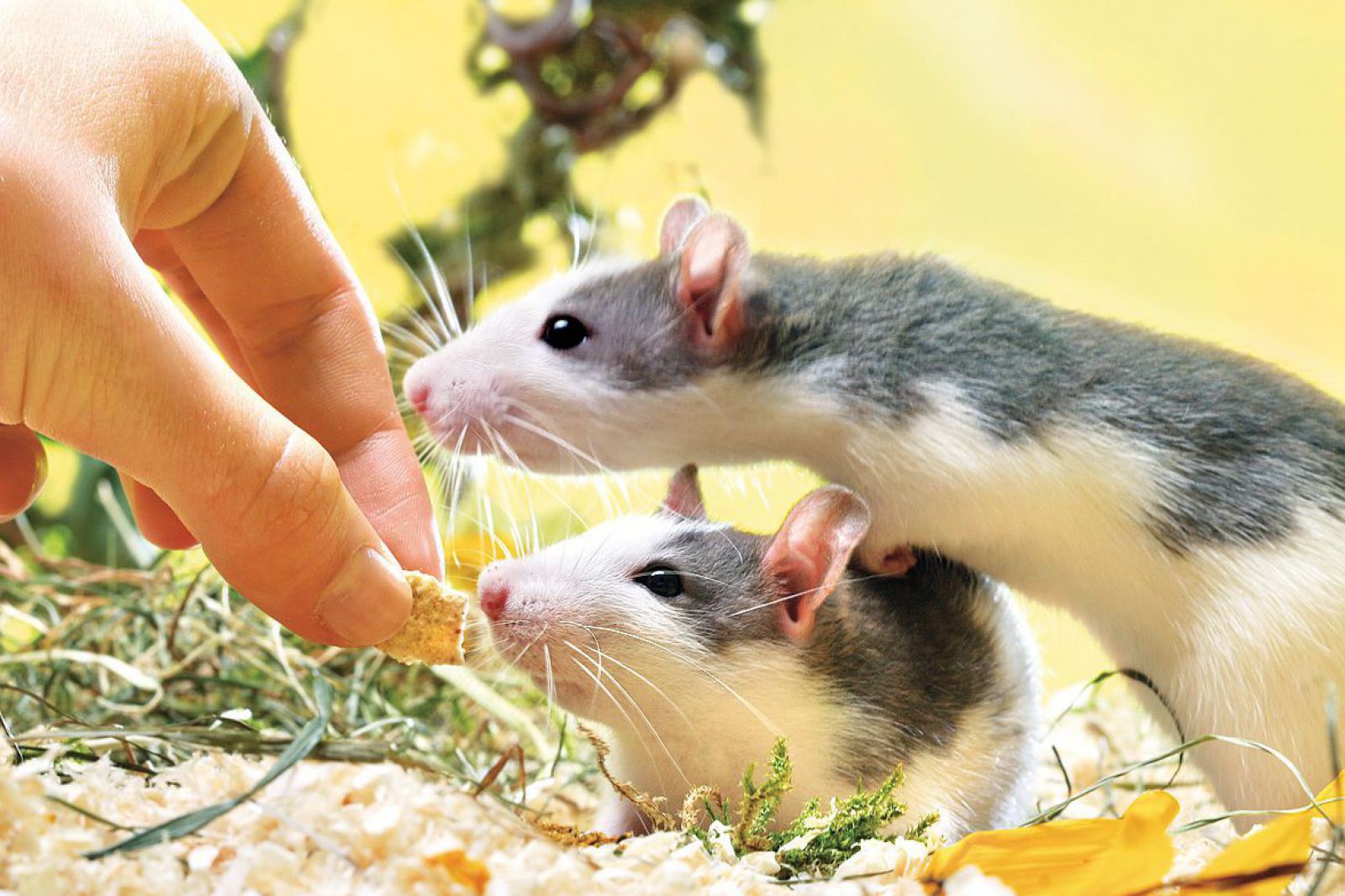 Steckbrief Ratte