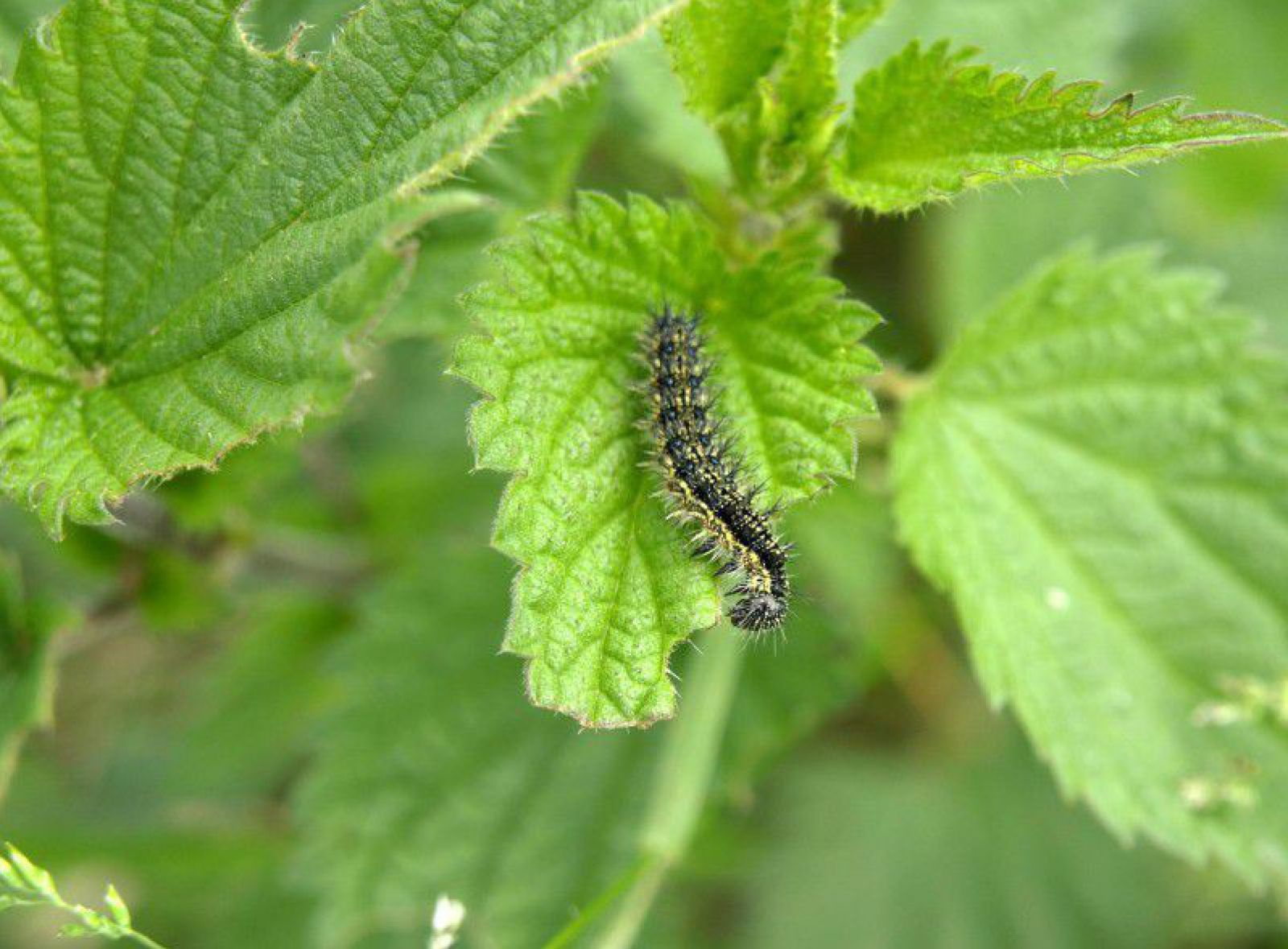 KindergartenSteckbrief Raupe