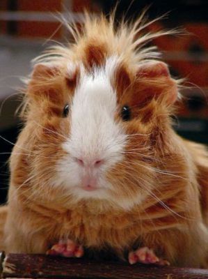 Meerschweinchen Stall für Aussen Alles über die