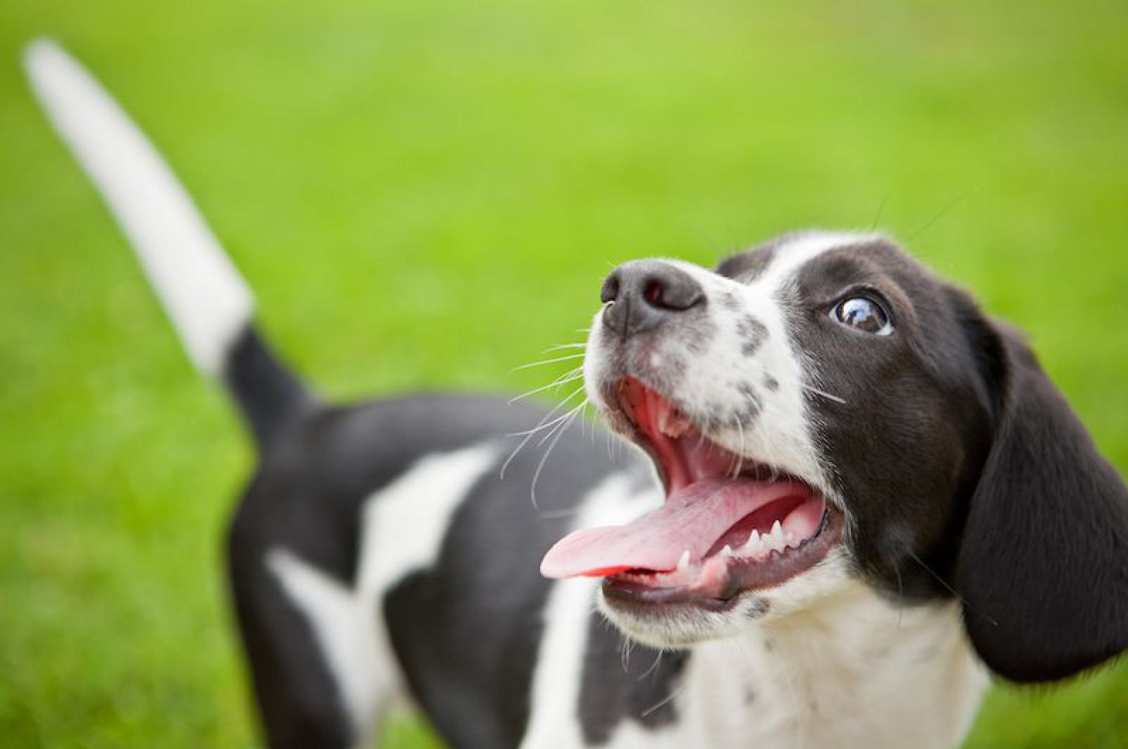 Steckbrief Hund