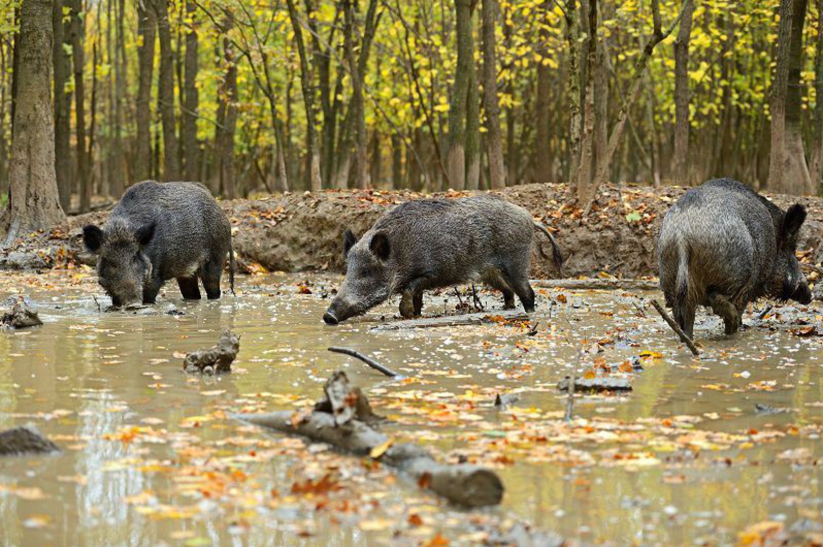 wildschwein-shutterstock_117572056_eduard-kyslynskyy