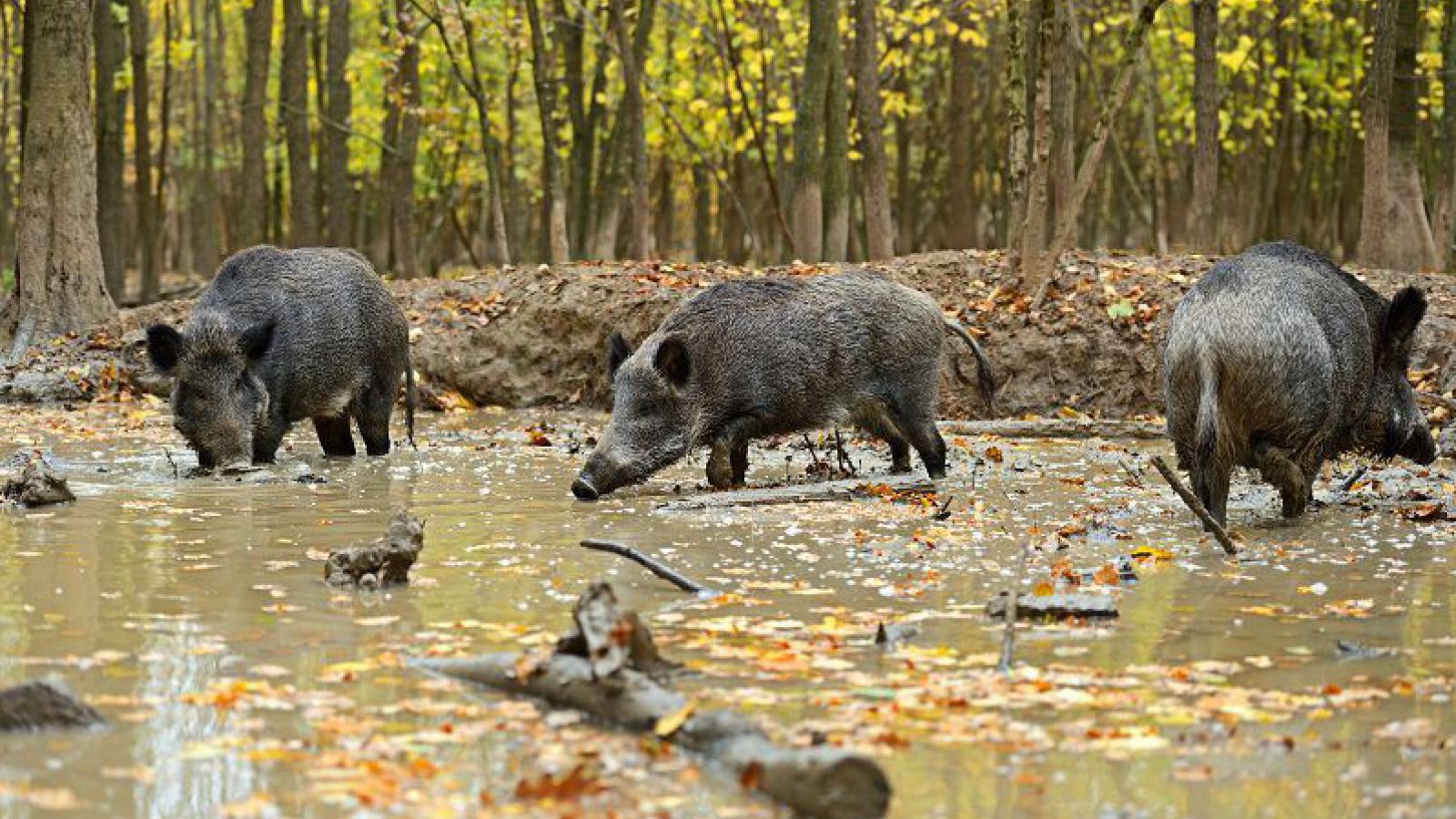 wildschwein-shutterstock_117572056_eduard-kyslynskyy