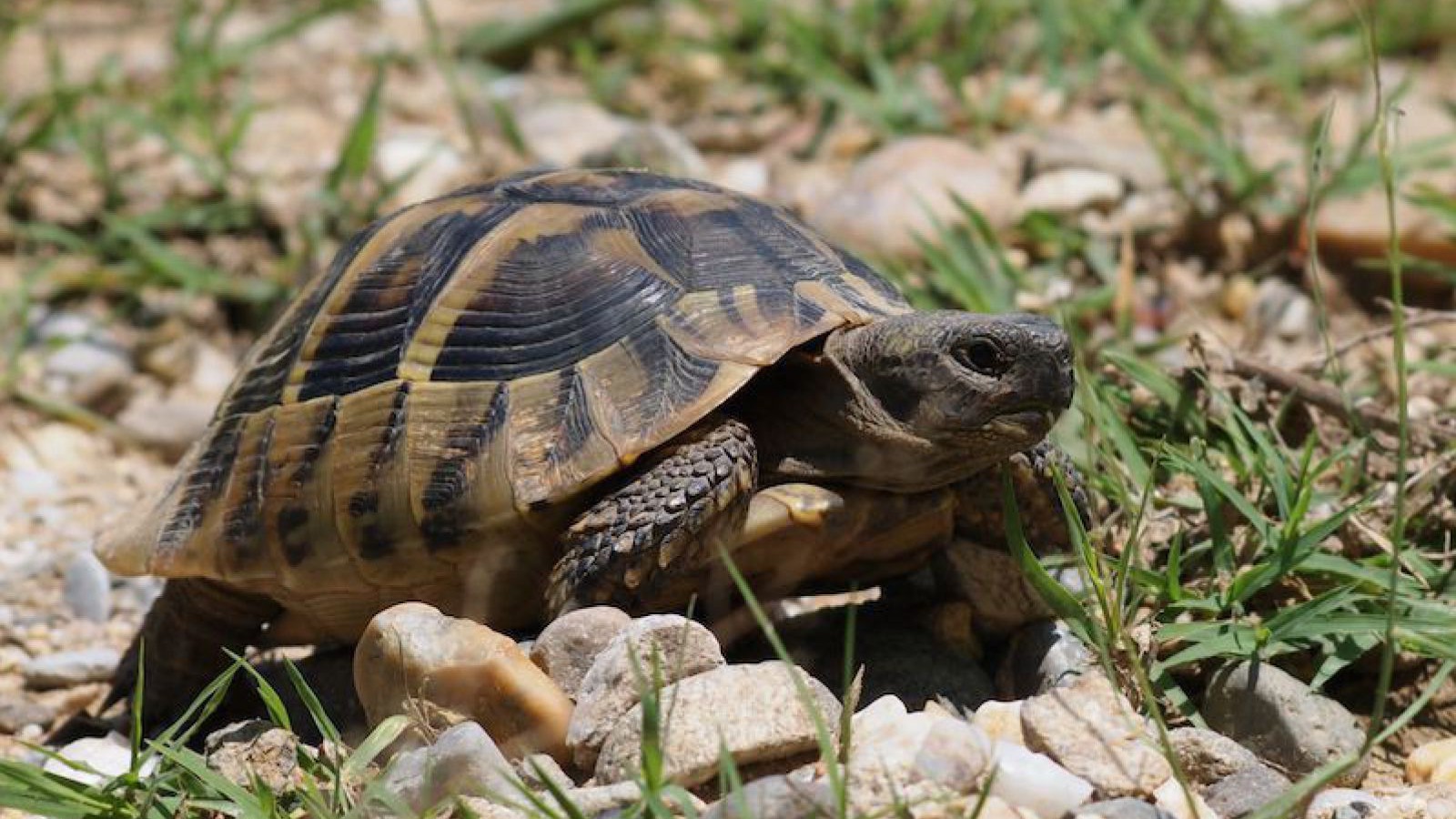griechische_landschildkrote_shutterstock_xpixel