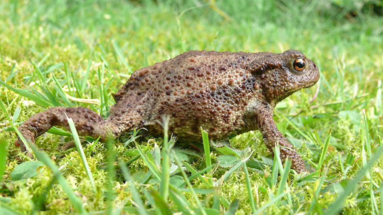 erdkroete_gehen_shutterstock_56943676_twilightartpictures