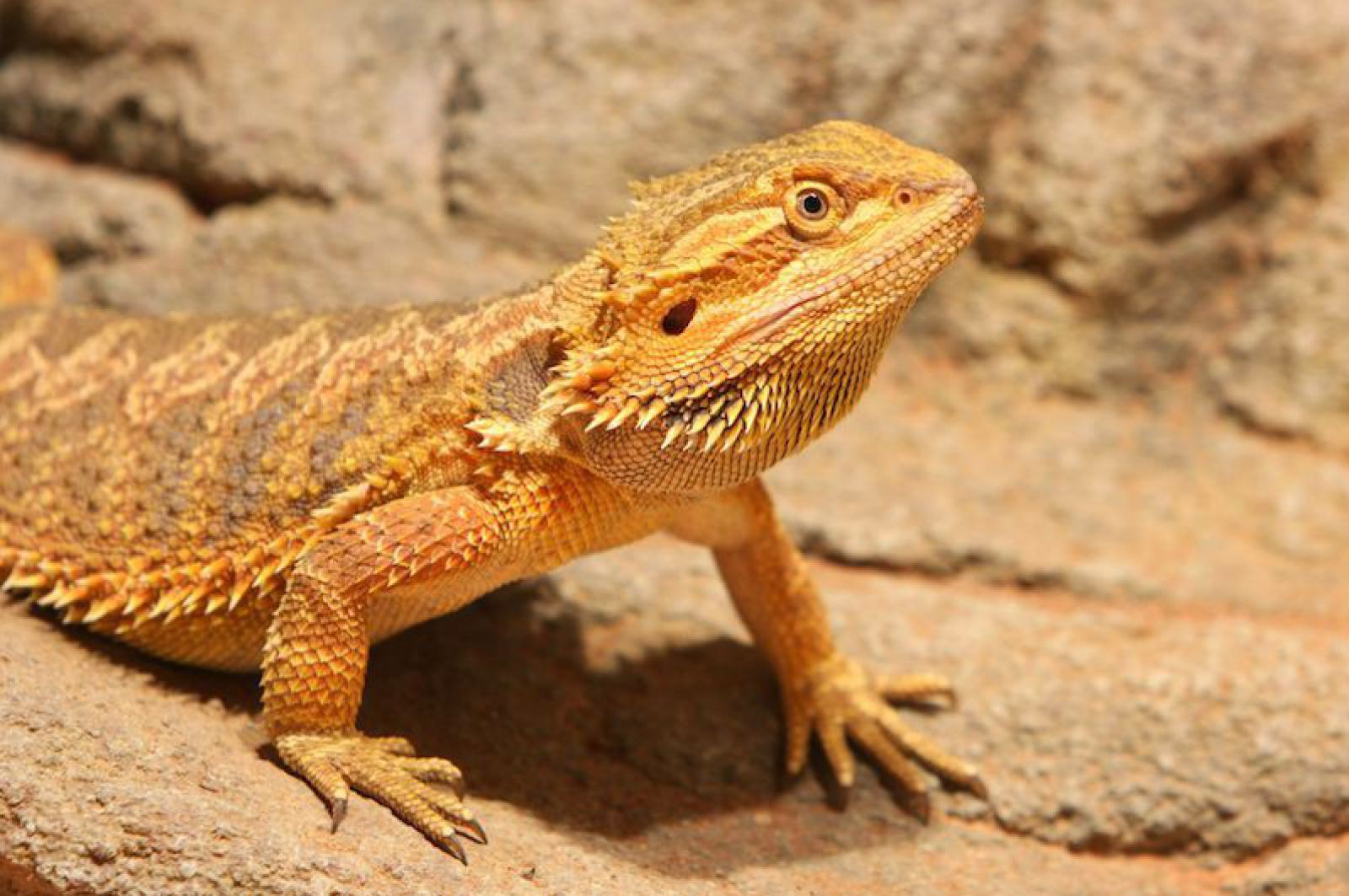 bartagame_shutterstock_reinhold-leitner