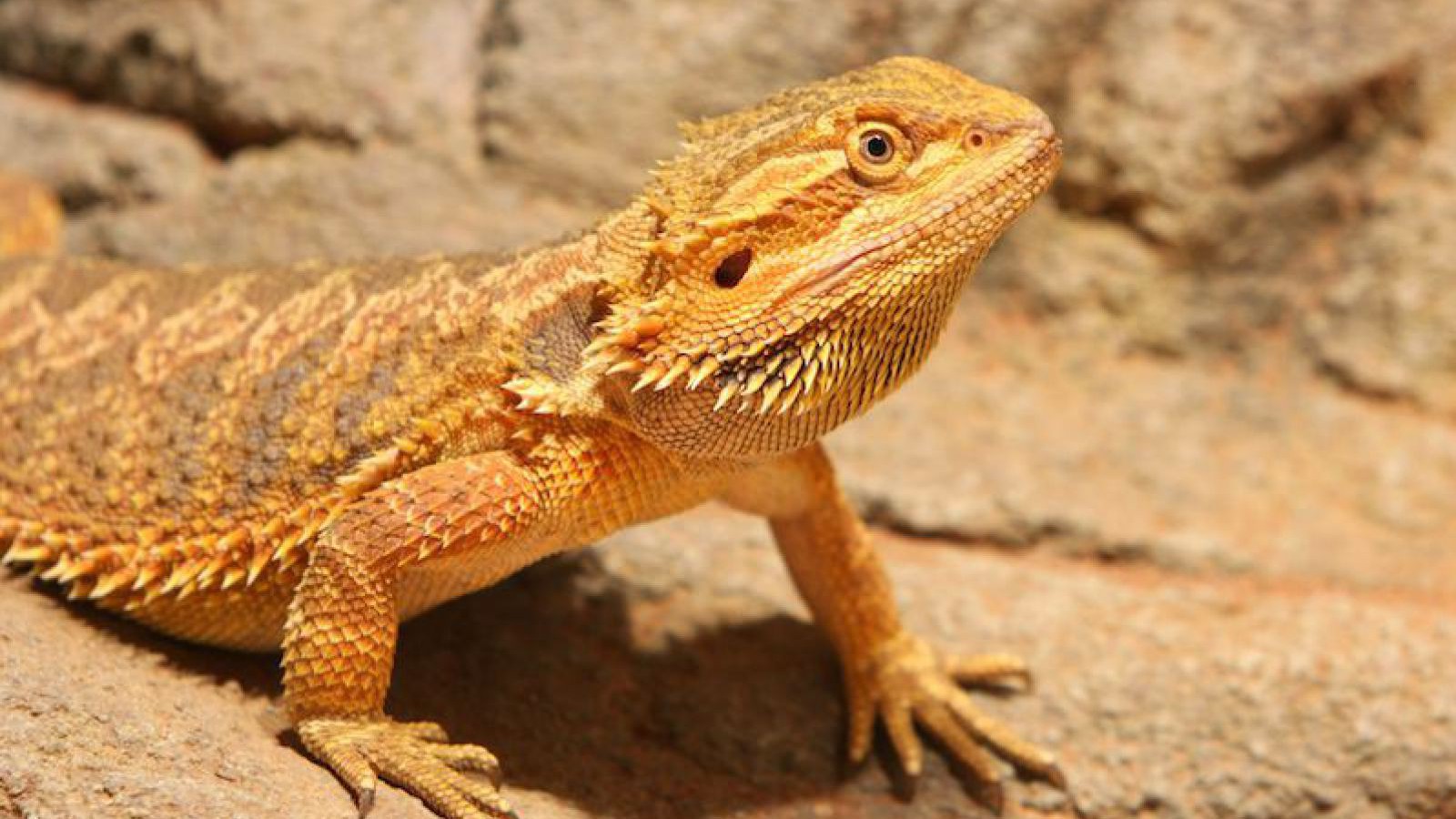 bartagame_shutterstock_reinhold-leitner