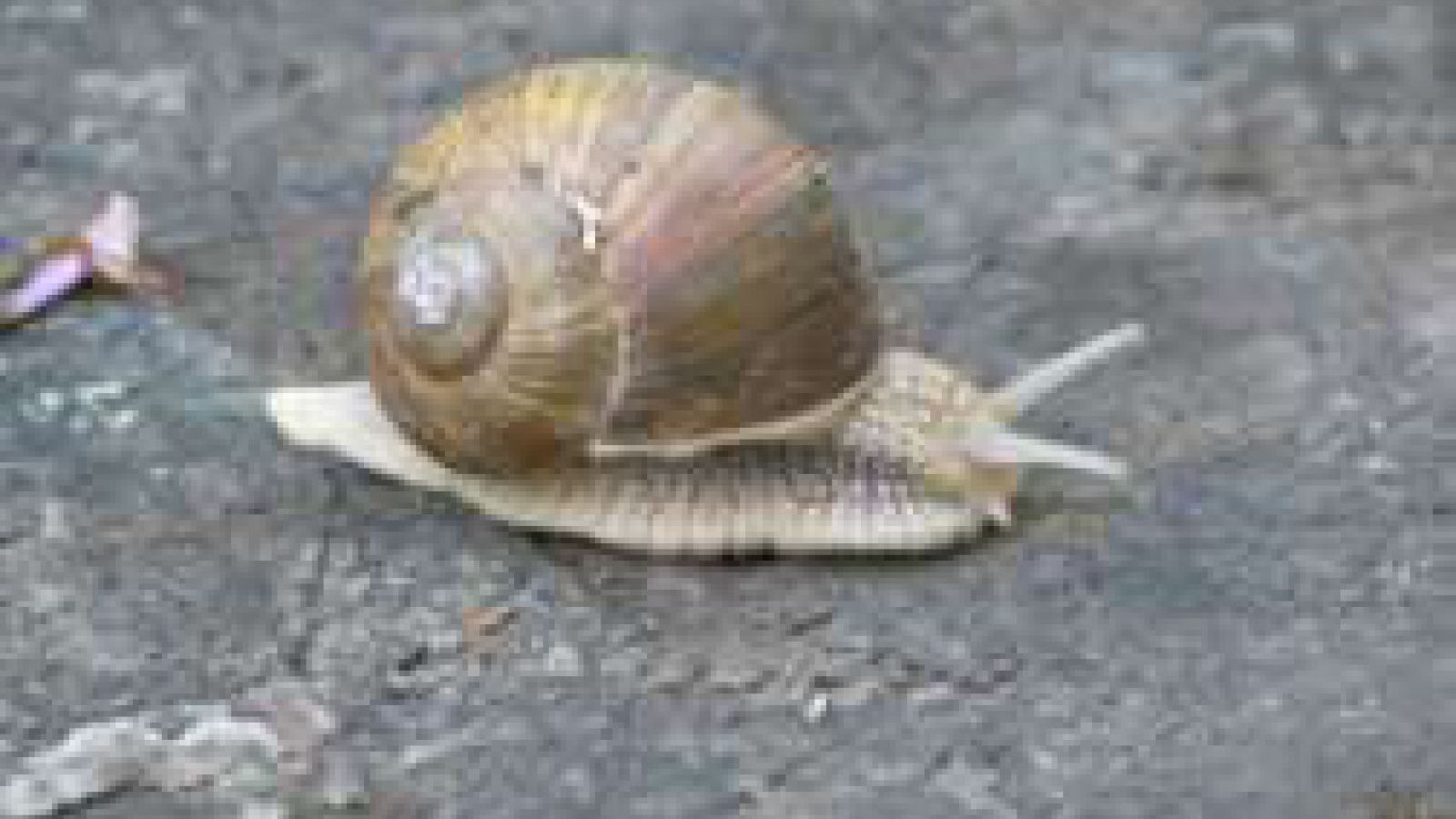 weinbergschnecke_pior-los_freeimages