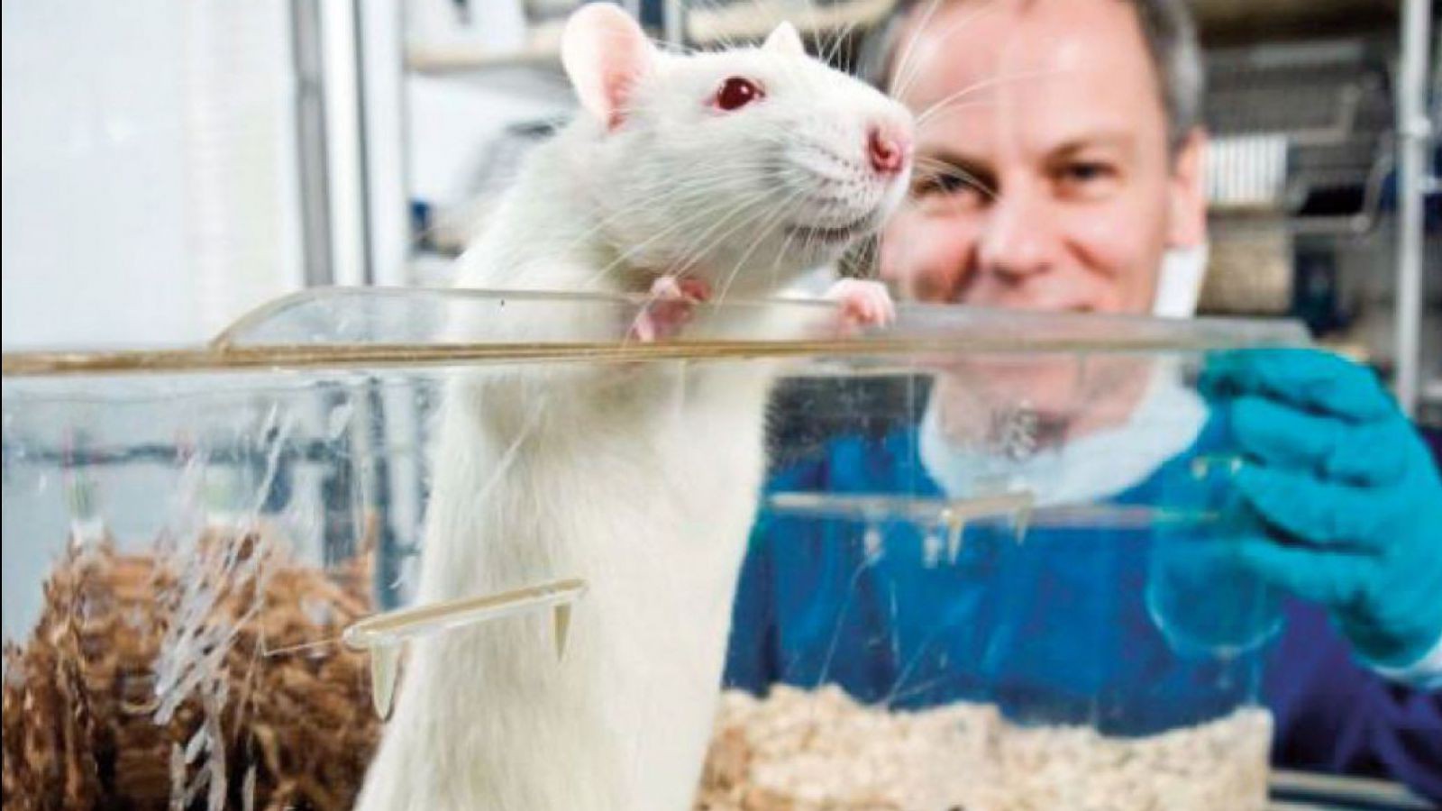 rat_in_cage_jlo_looking_i