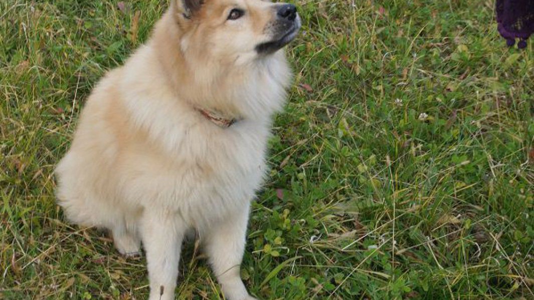loki