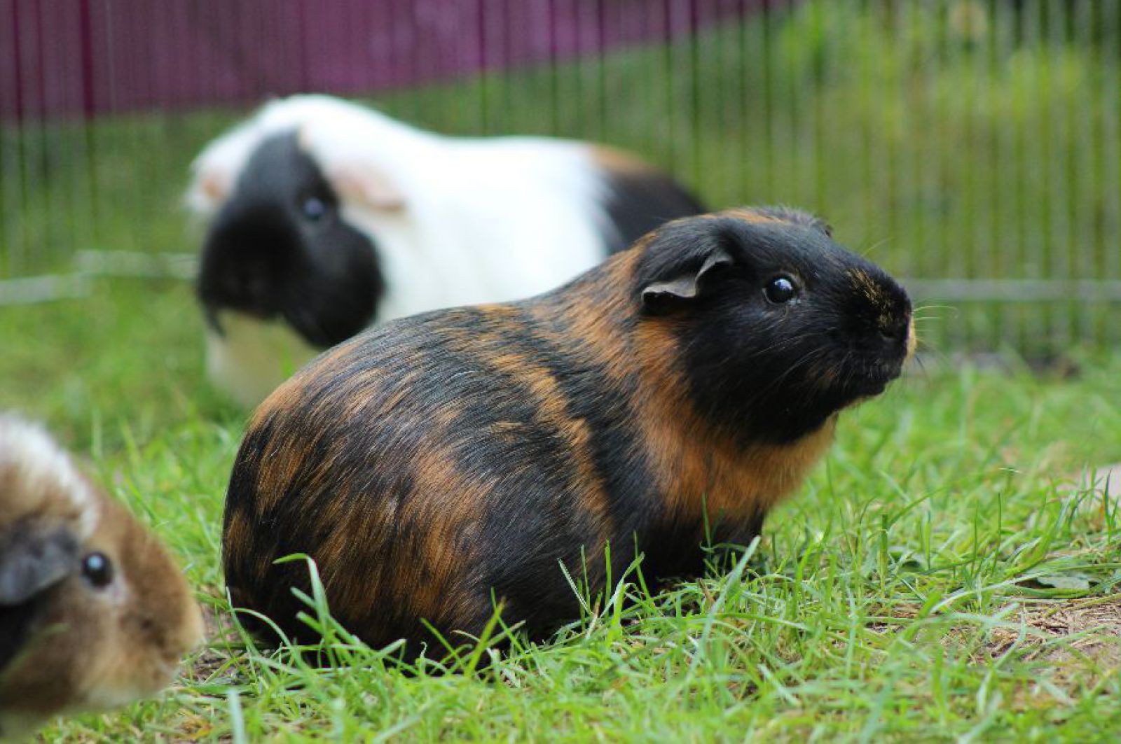 Zähne nachwachsen meerschweinchen können Wie Knochen