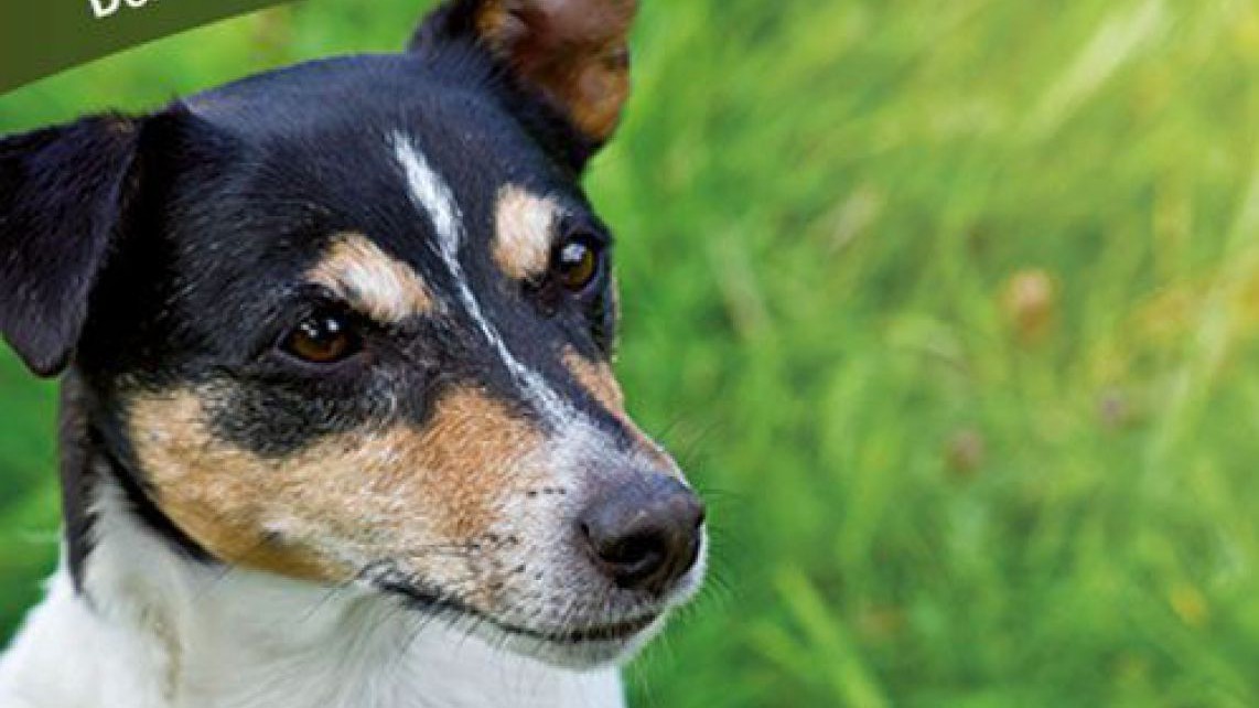 cover hunde sicher verstehen