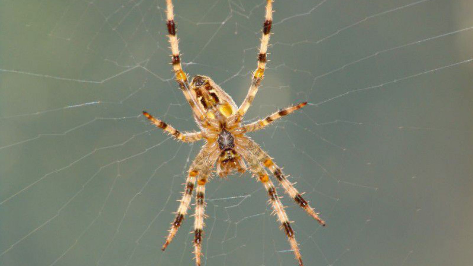 spinne-pauline-17-pixabay