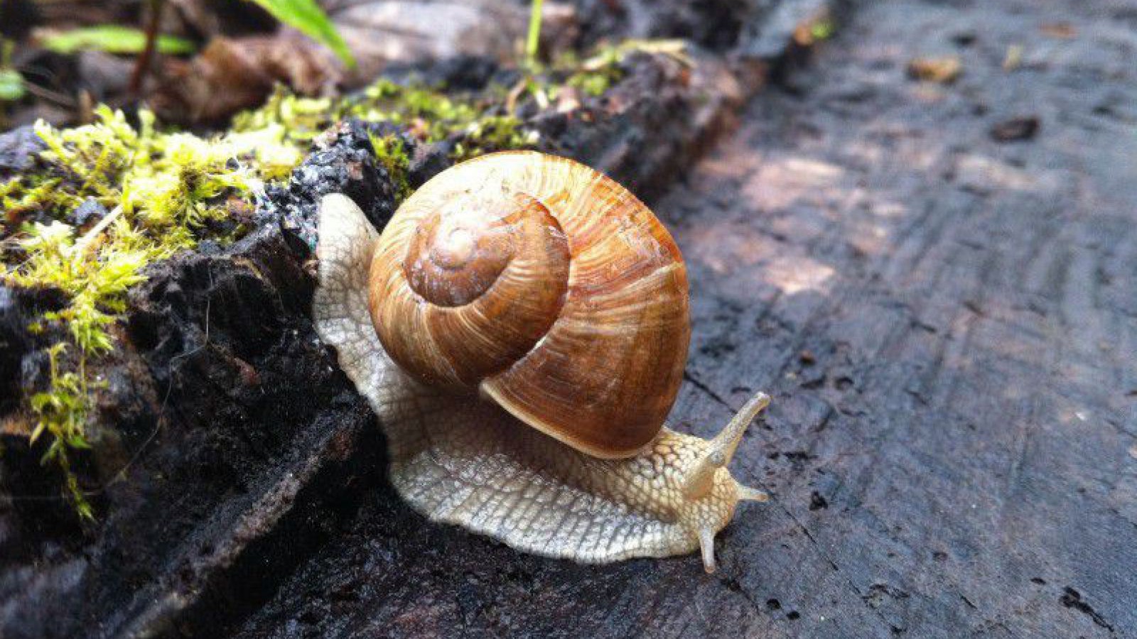 weinbergschnecke-verenazellwegerbeistrich-pixabay