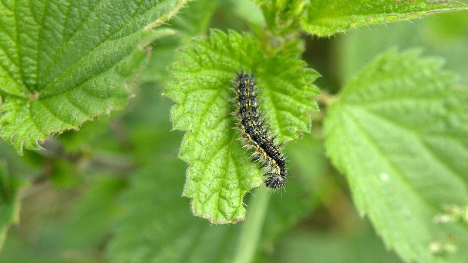 kleiner-fuchs-raupe-ariesa66beistrich-pixabay