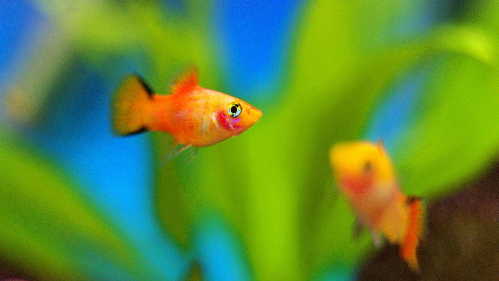 fish_platy_c_pixabay_aqe