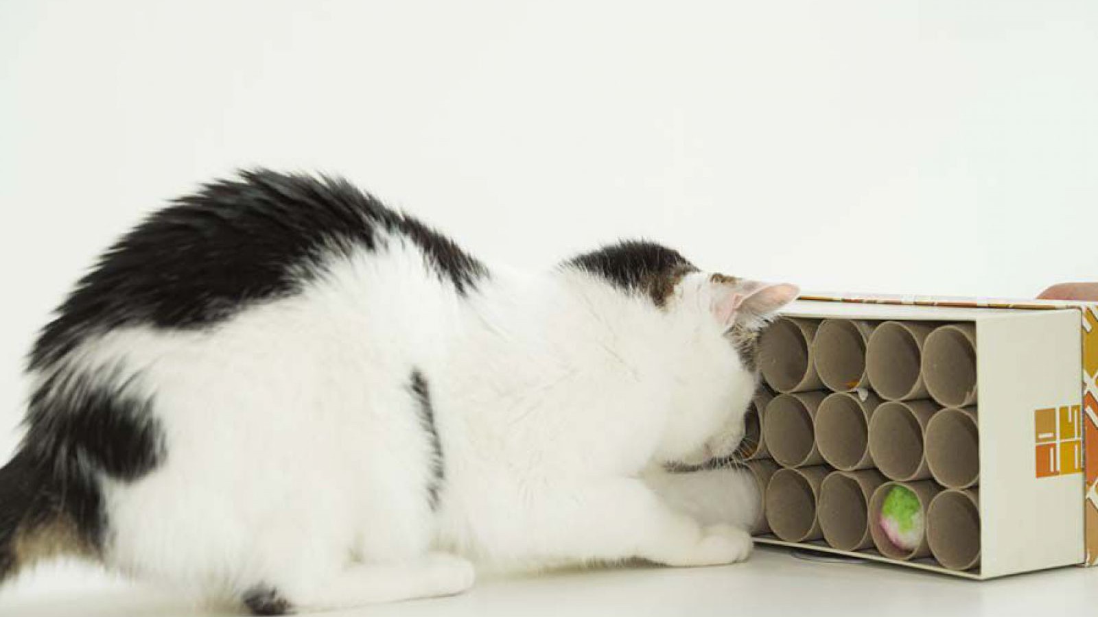 spiel-und-spass-fuer-katzen-_-kosmos-verlag