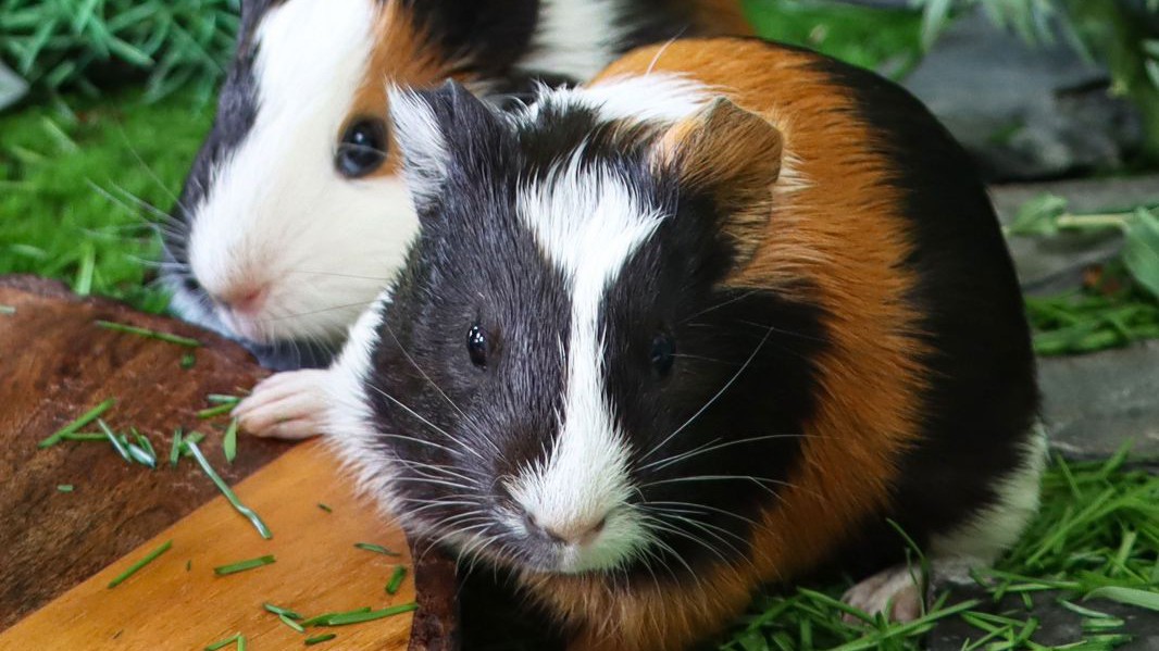 meerschweinchen-istock-com-mtreasure