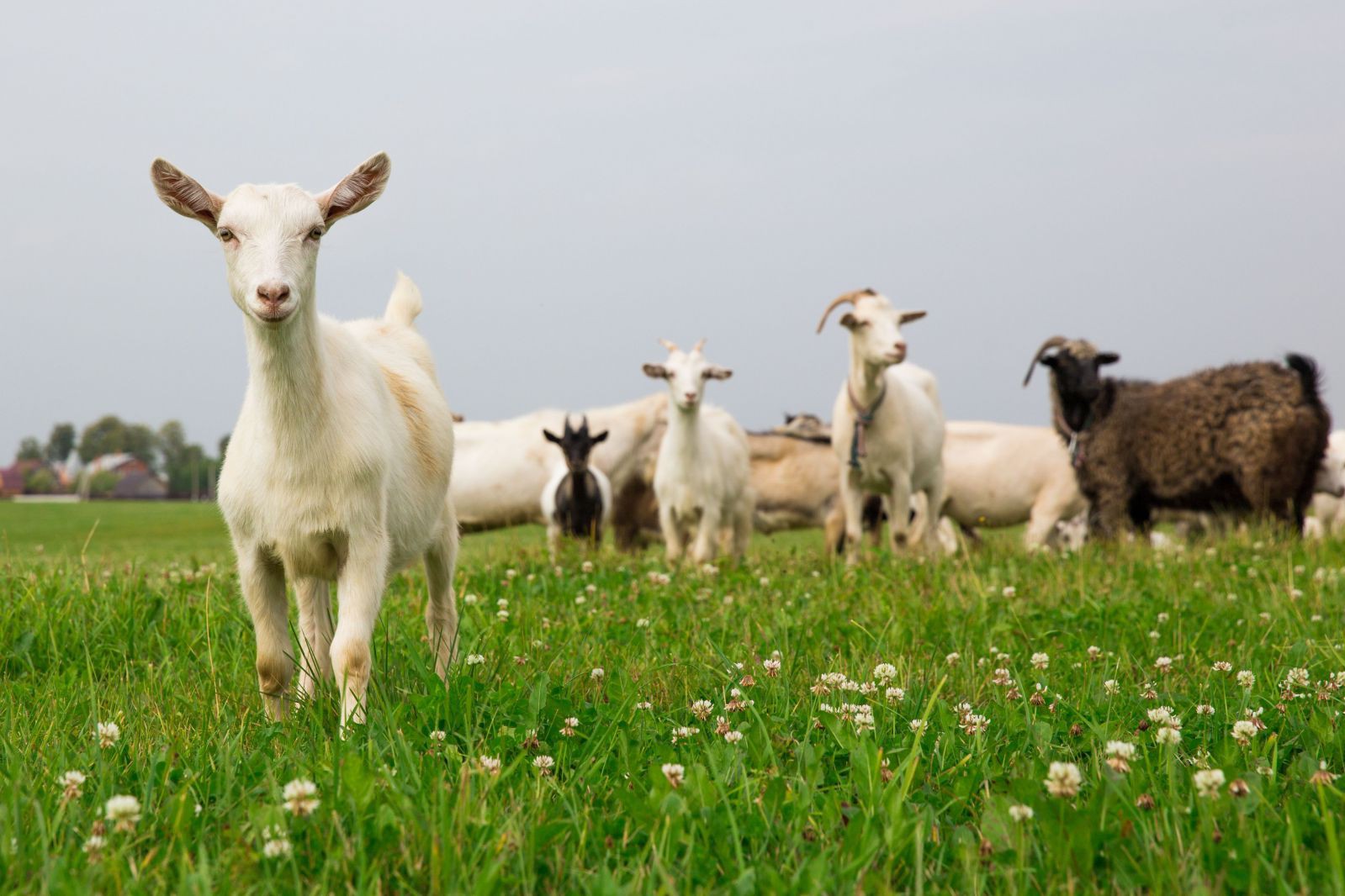 shutterstock_ziegen-copyright-tovsla