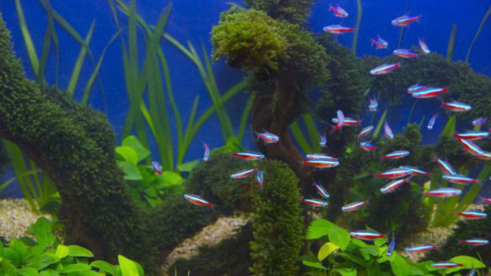 aquariumneonlamboj