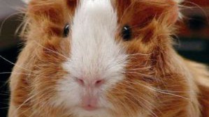 meerschweinchen_cornelia-schiketanz