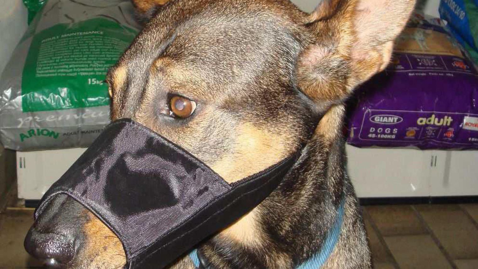 hund_nylonmaulkorb