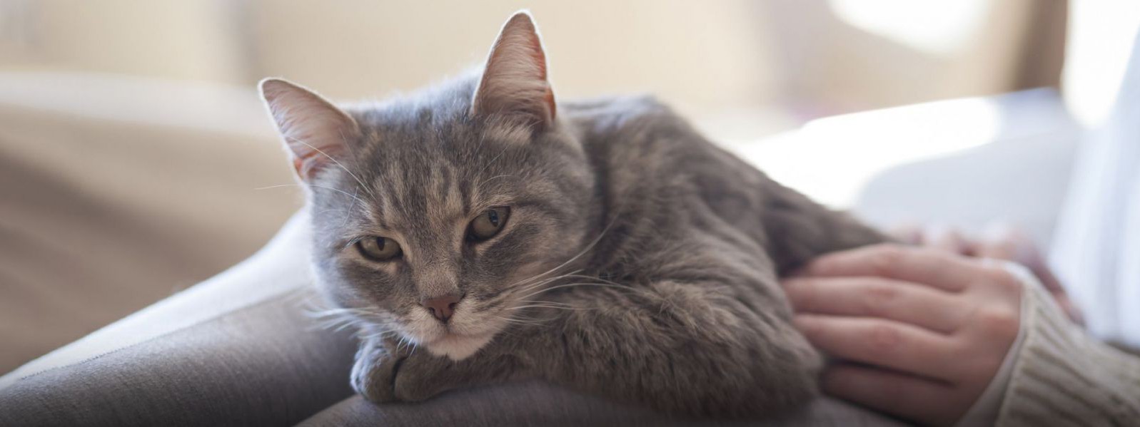 header_istock_katze