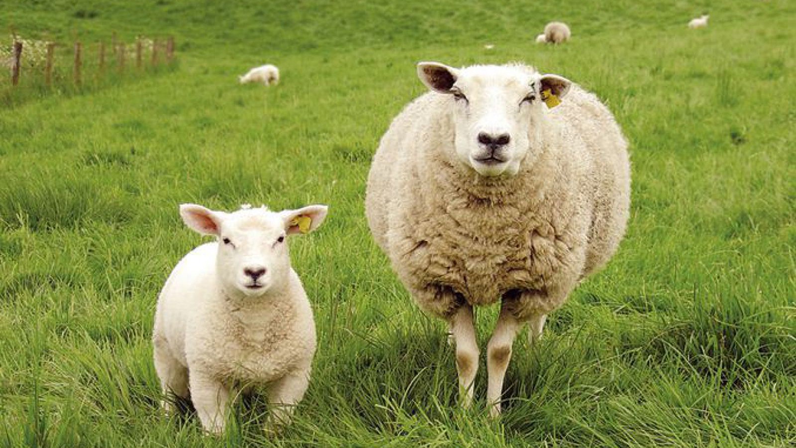 schaf-und-lamm