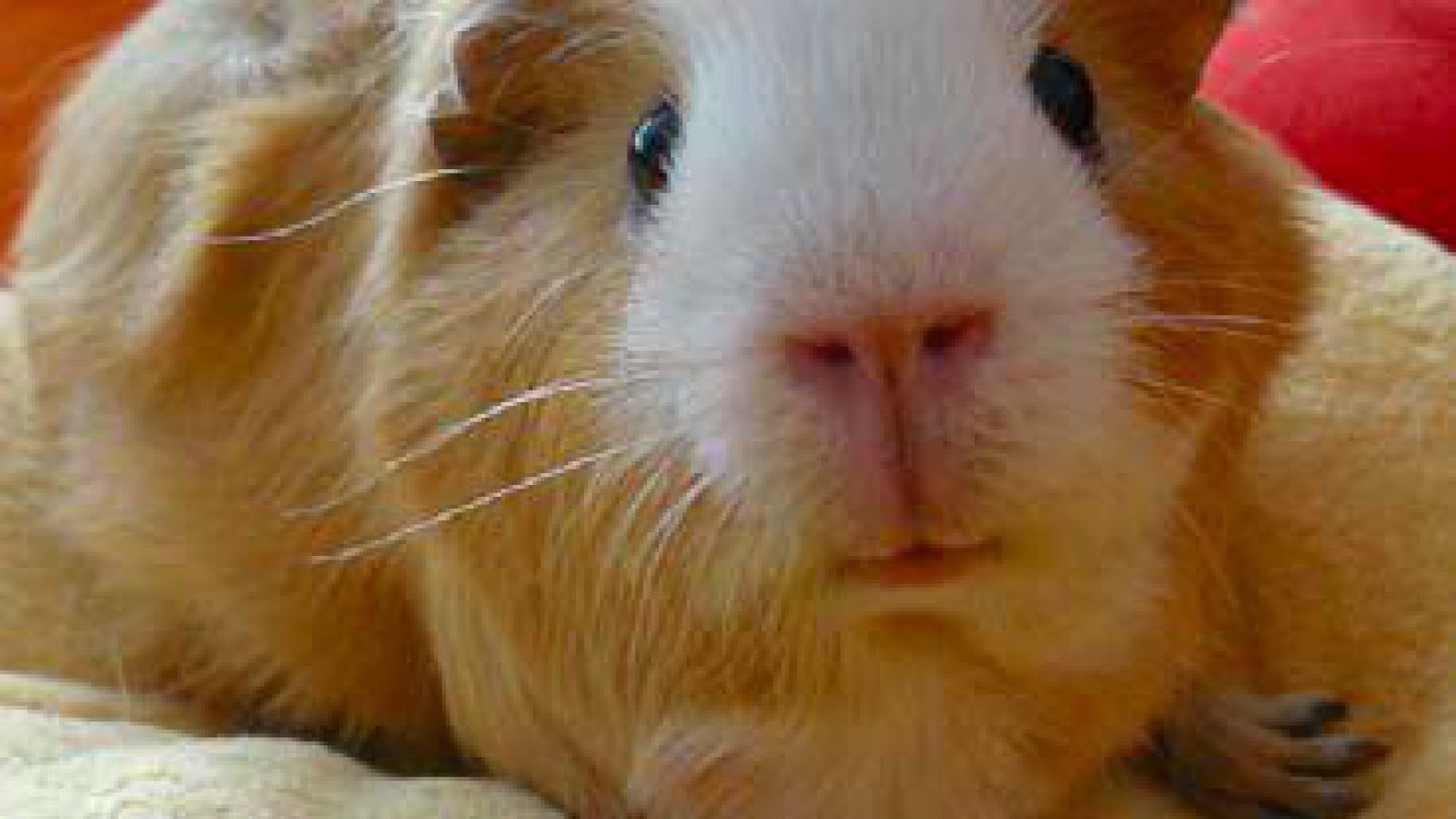 meerschweinchen_verhalten