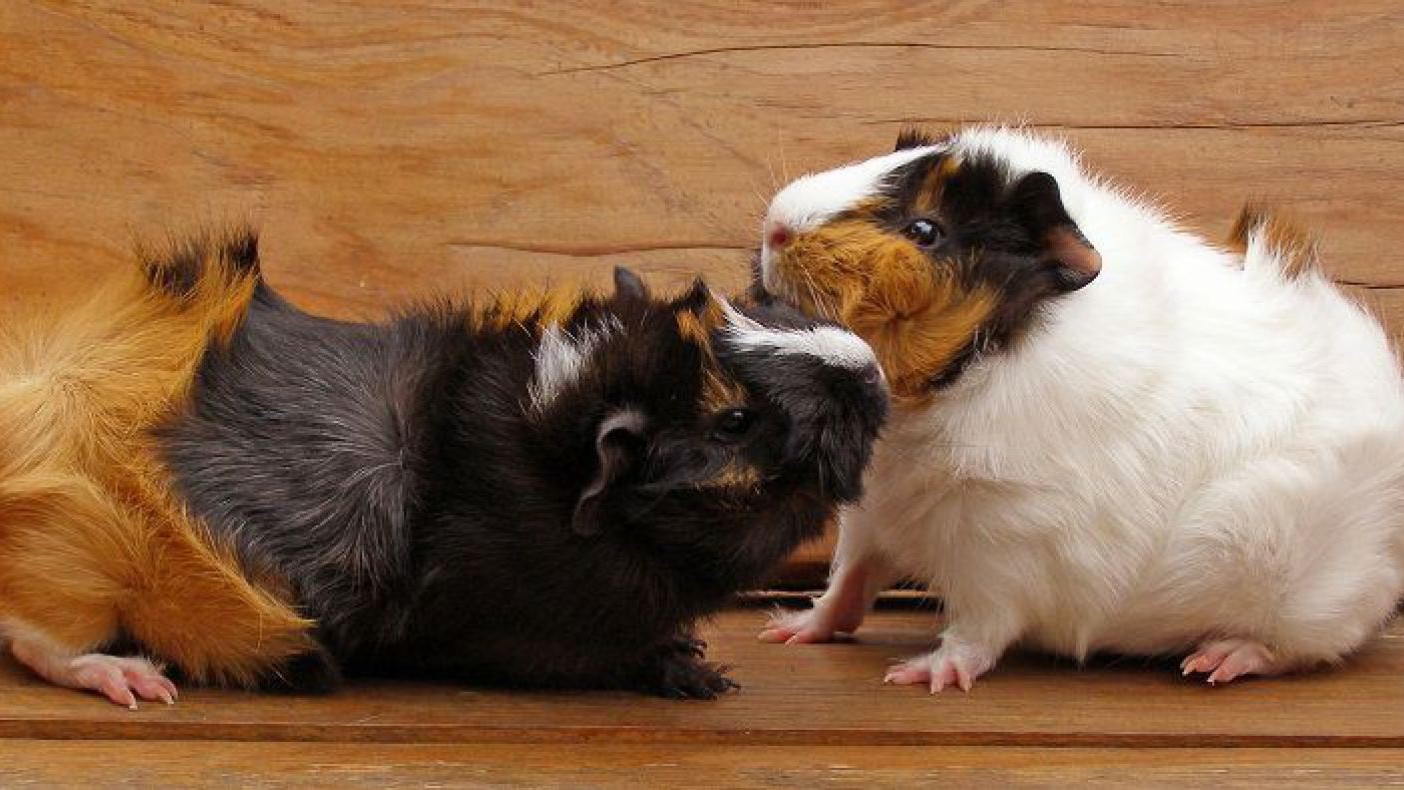 meerschweinchen-summa-pixabay