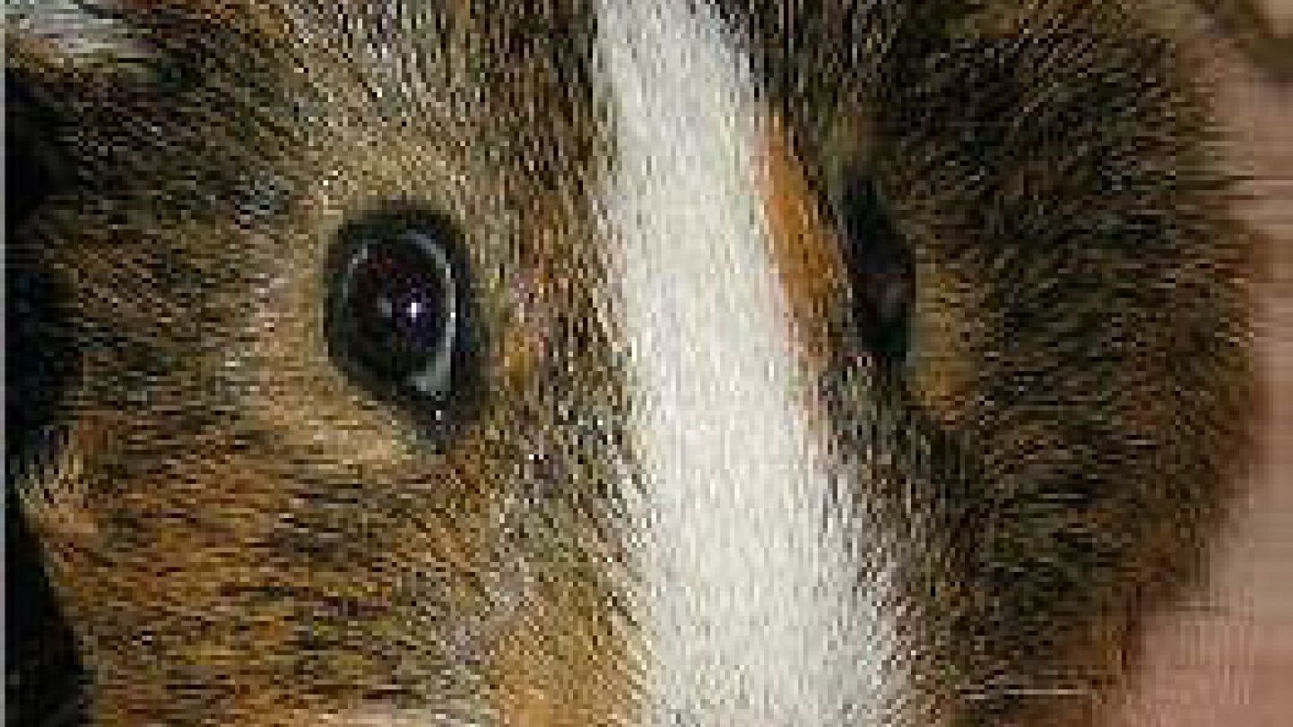 meerschweinchen_angst