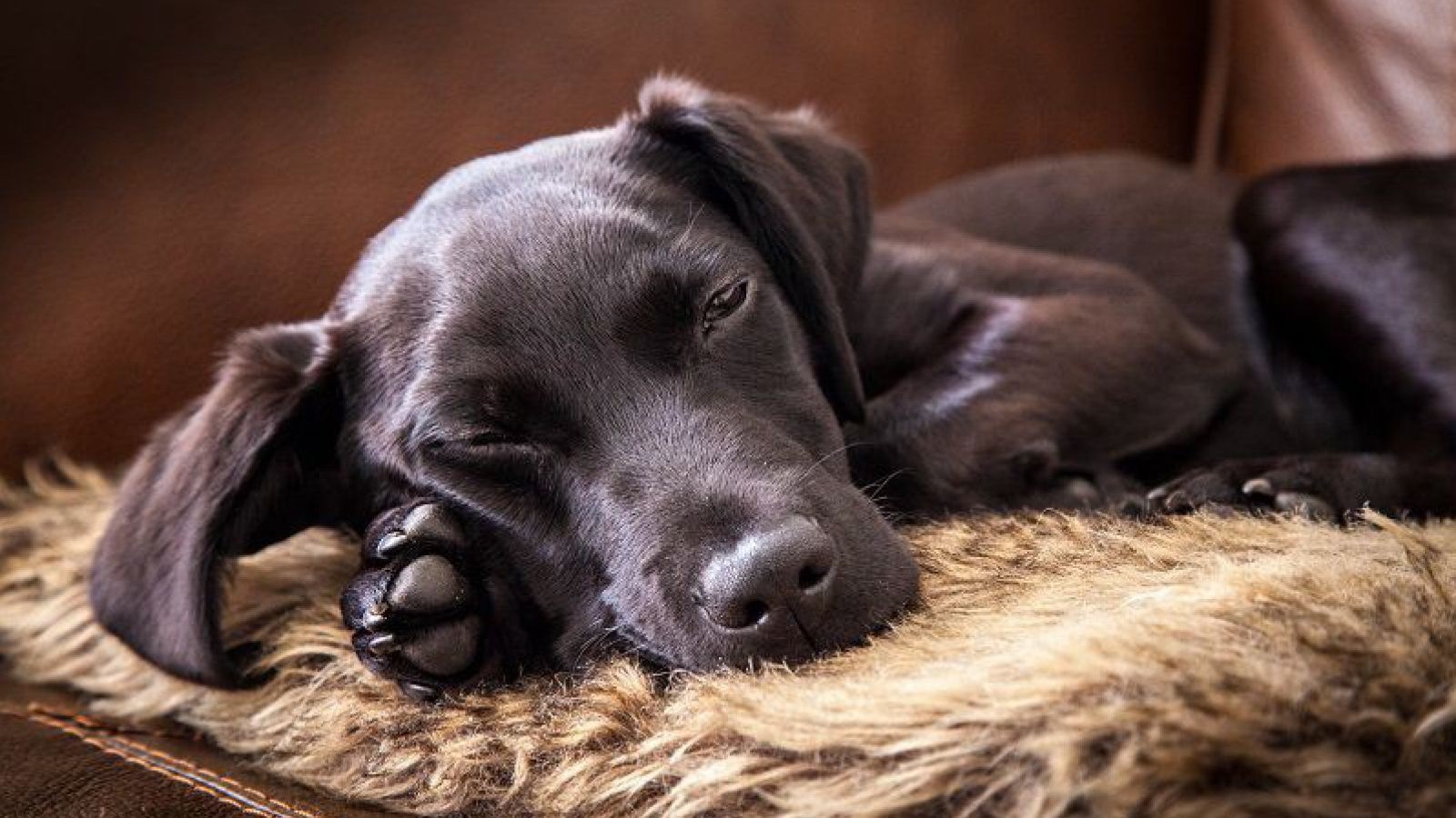 hund-schlafend-monitor6_istock