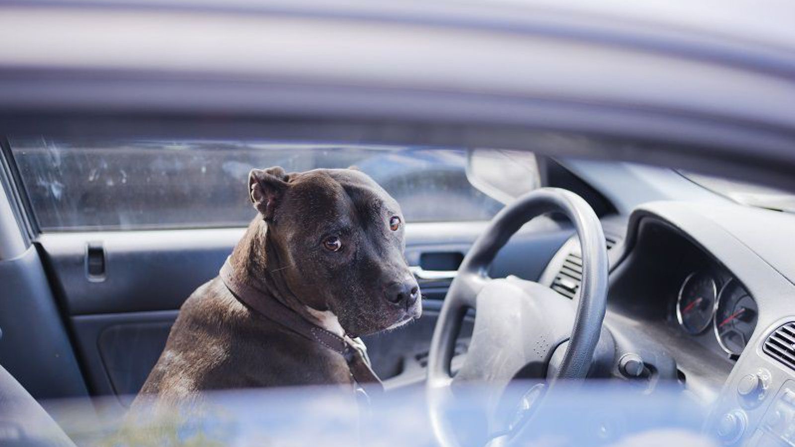 hund_im_auto-istock_vitpho