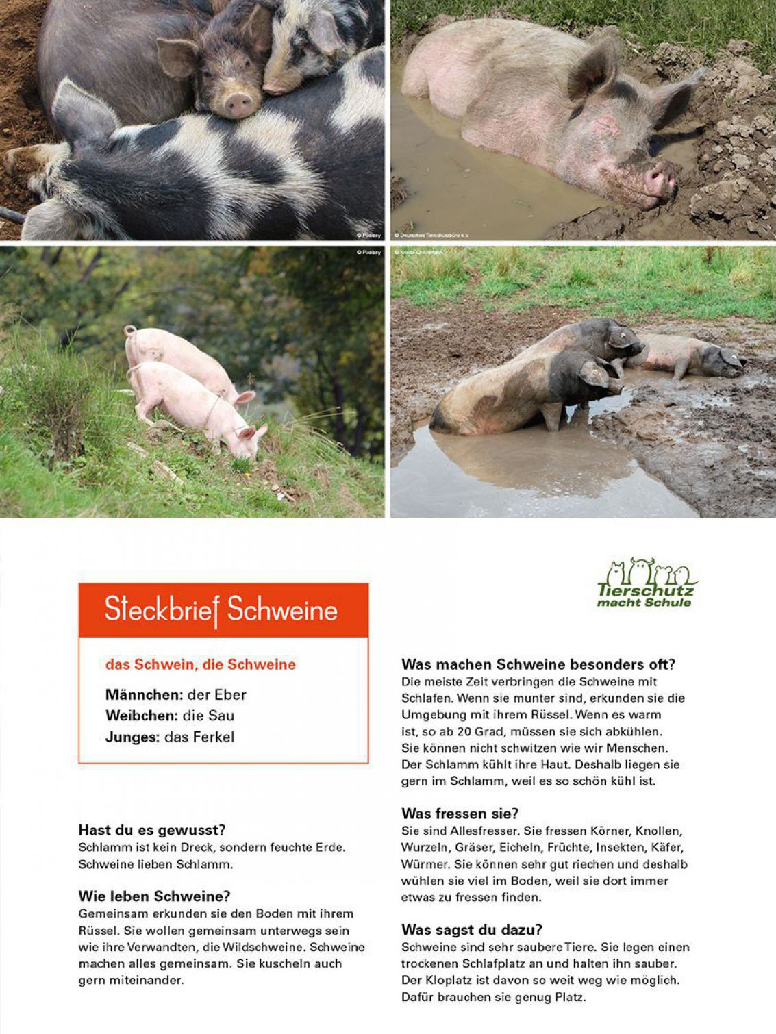 kiga_steck_schweine_web