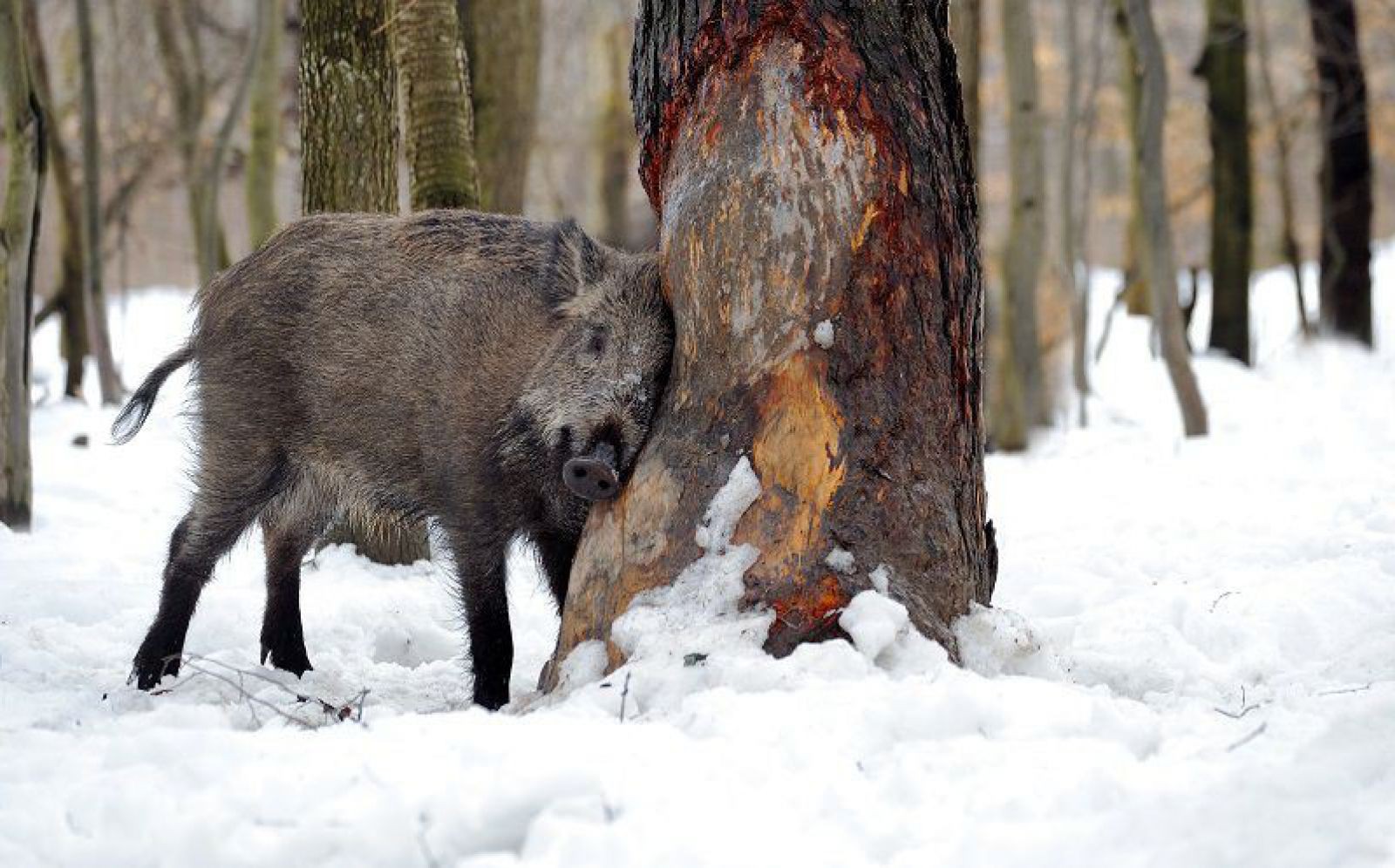 wildschweinshutterstock_50308222_eduard-kyslynskyy