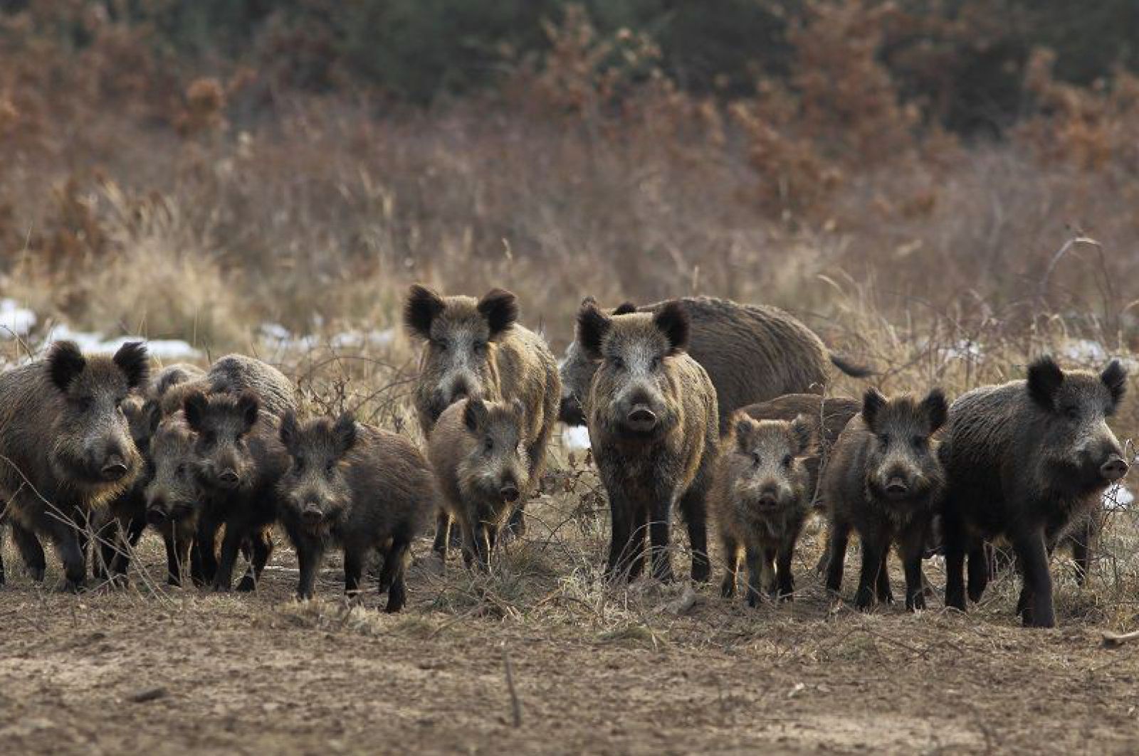 wildschweinshutterstock_68026120_vetapi