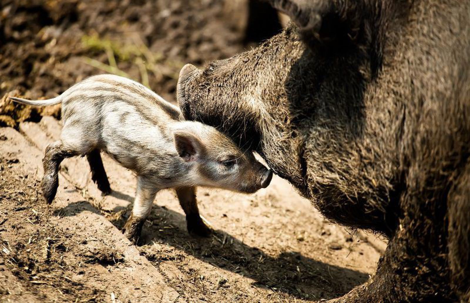 wildschweinshutterstock_159815861_mariia-masich