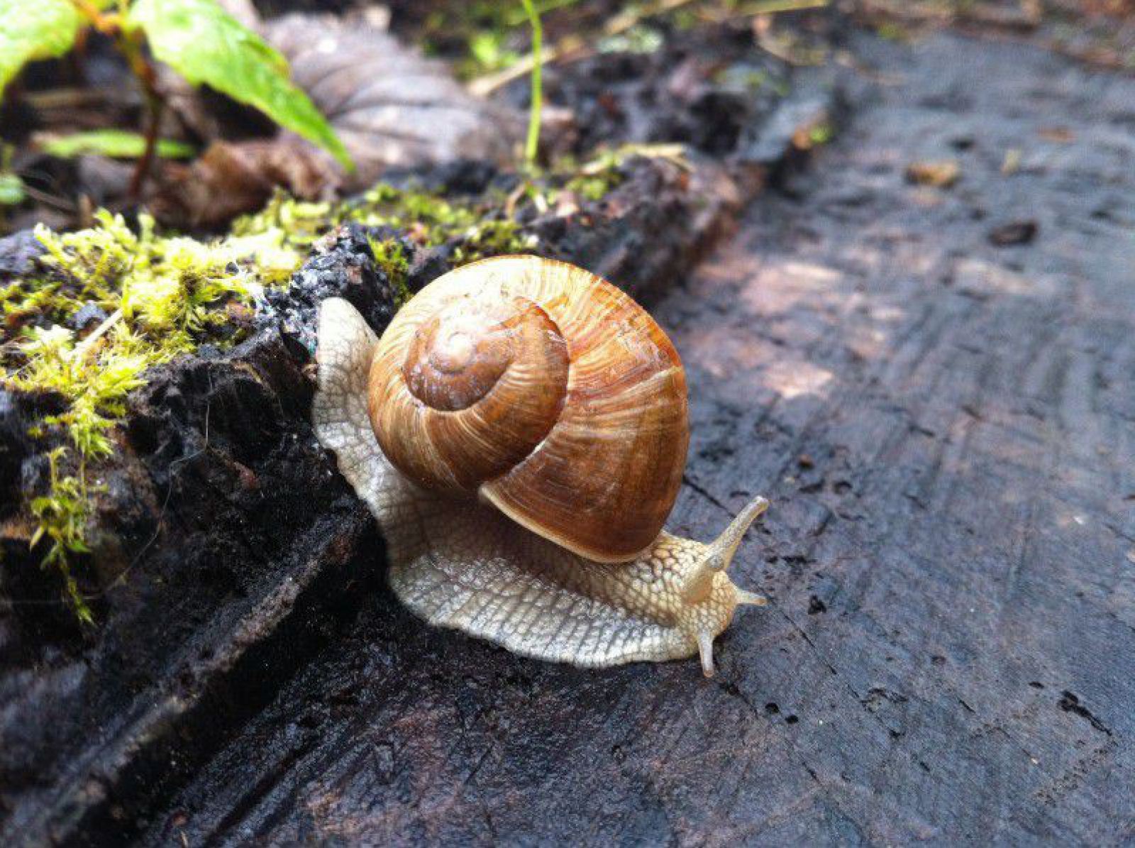 weinbergschnecke-verenazellwegerbeistrich-pixabay